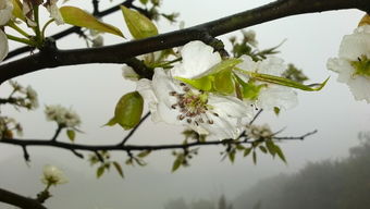 华为手机怎么雨中拍花 华为手机怎么雨中拍花