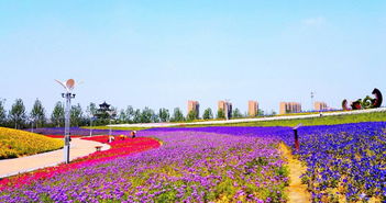 华为手机怎么拍摄花海 华为手机怎么拍摄花海