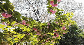 怎么拍樱花华为手机 怎么拍樱花华为手机