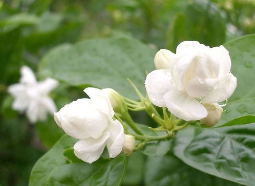 茉莉花价格创新高花农却无花可卖 茉莉花价格创新高花农却无花可卖