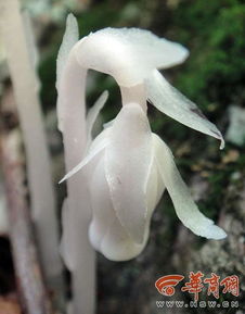 “冥界之花”现身四川盐源 “冥界之花”现身四川盐源