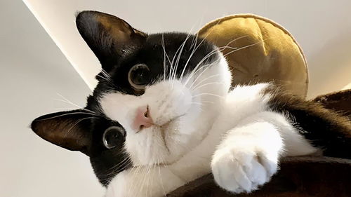 俄罗斯奶牛猫运毒被抓只能喵喵喵 俄罗斯奶牛猫运毒被抓只能喵喵喵