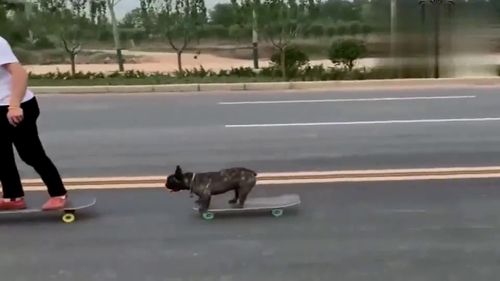 狗在马路上玩滑板转头撞上车