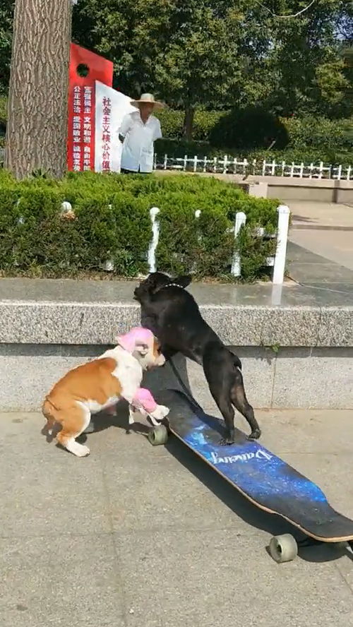 狗在马路上玩滑板转头撞上车