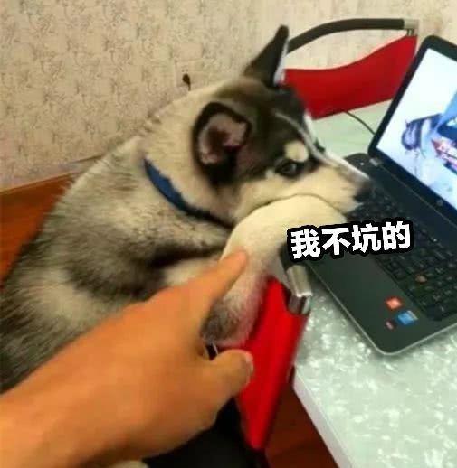 《致命游戏》游戏攻略 VS 哈士奇回家游戏攻略
